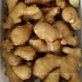 Wholesale New Crop Fresh Ginger for thailand